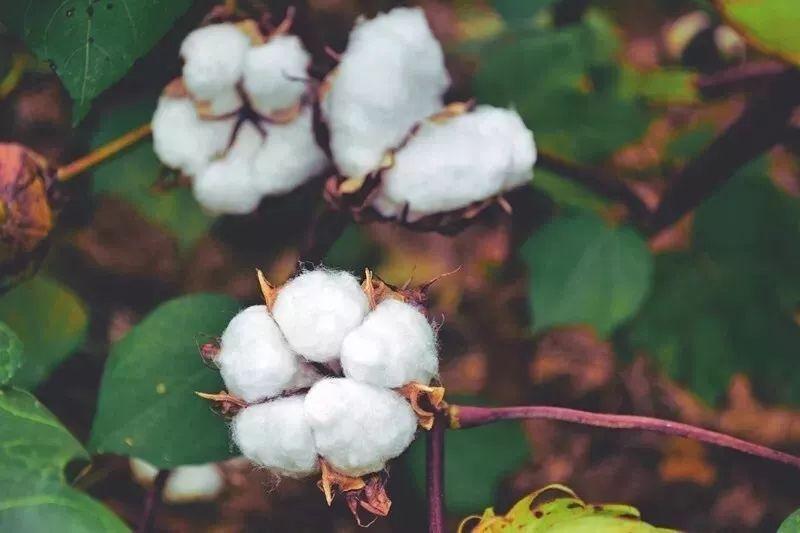 华体网页版登录入口医纺